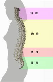 脊髄S字カーブの画像