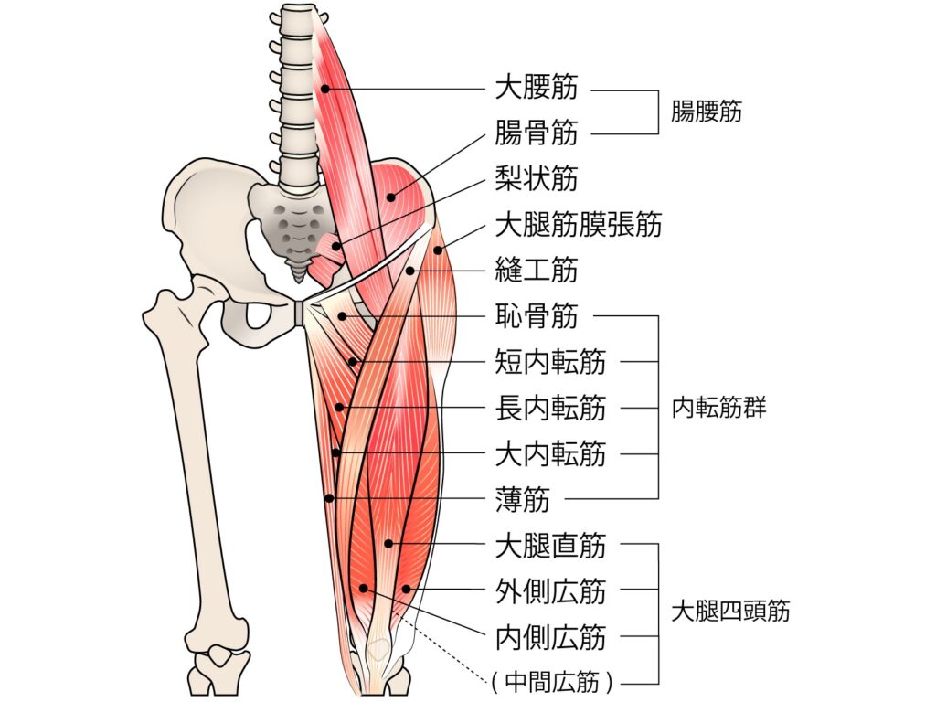 股関節まわりの筋肉の画像