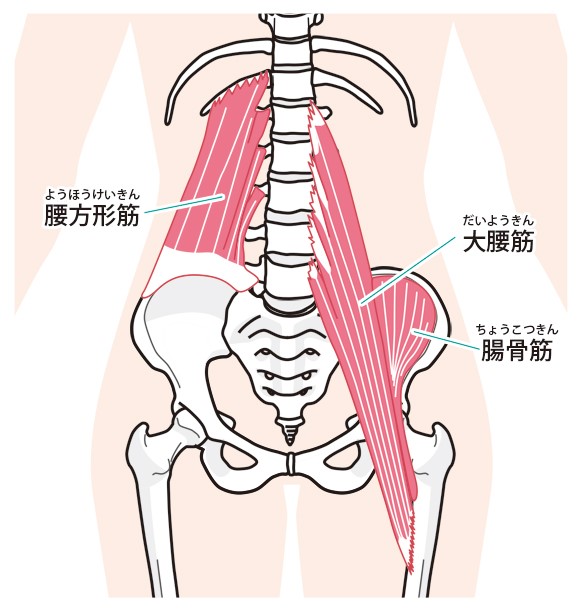 腸腰筋の画像